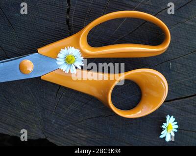 Close Up Of An Isolated Pair Of Scissors With Orange Handles, London, England Stock Photo