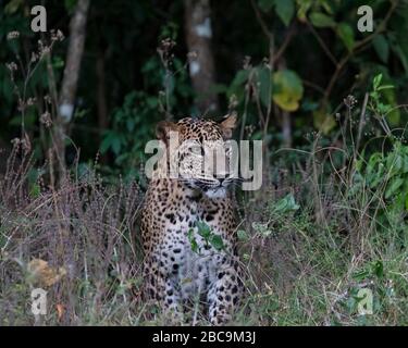 Sri Lankan Leopard Stock Photo