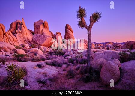 USA, United States of America, california, palm Springs, Joshua Tree National Park, jumbo rocks campground, white King campground, Stock Photo