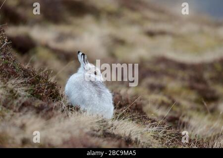 The mountain hare, also known as blue hare, tundra hare, variable hare, white hare, snow hare, alpine hare, and Irish hare, is a Palearctic hare. Stock Photo