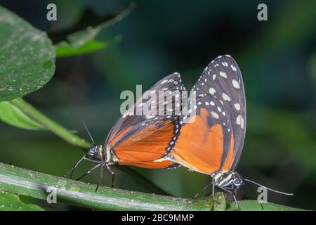 Monarch Butterflies, (heliconius hecale), Costa Rica Stock Photo