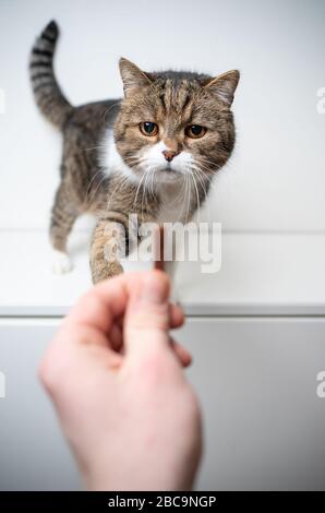 studio portrait of a tabby british shorthair cat standing on drawer in front of white background with copy space. human hand of  pet owner feeding hol Stock Photo