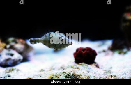 Aiptasia Eating Filefish - ( Acreichthys tomentosus ) Stock Photo
