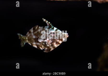 Aiptasia Eating Filefish - ( Acreichthys tomentosus ) Stock Photo