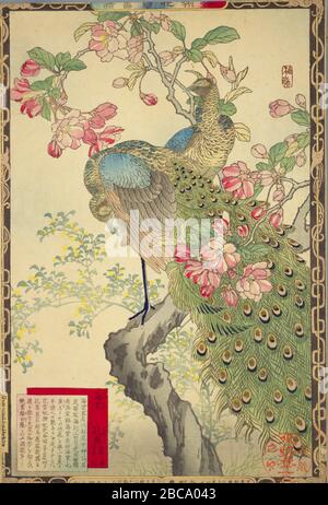 日本語 楳嶺花鳥画譜 より 春 三 海棠 孔雀 大判錦絵 English Spring 3 Hall Crabapple And Peafowls From The Series Bairei Kachō Gafu Woodblock Print 日本語 明治16年出版published In 18 This Image Is Available From The Website Of The