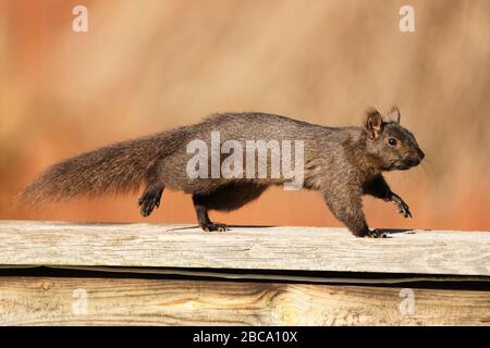Black and grey squirrels Stock Photo