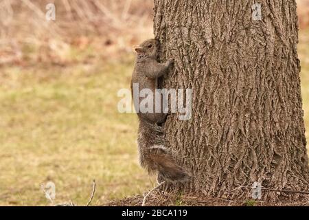 Black and grey squirrels Stock Photo