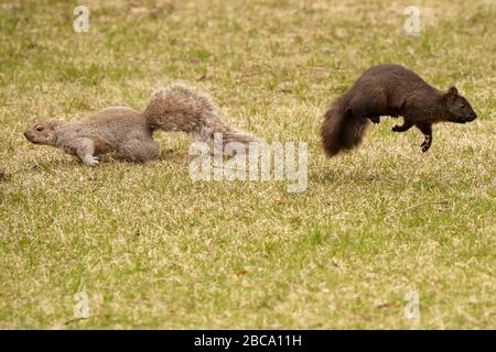 Black and grey squirrels Stock Photo