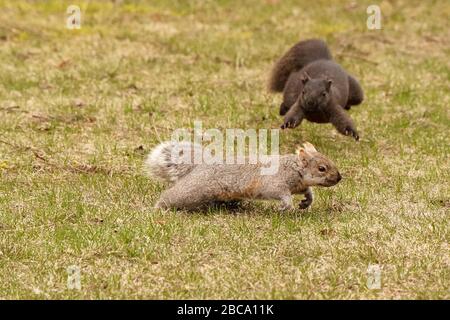 Black and grey squirrels Stock Photo