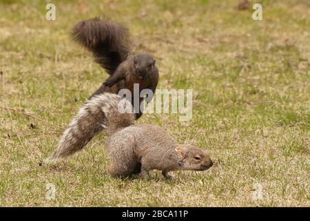 Black and grey squirrels Stock Photo