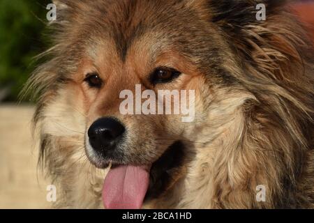 A close up of a tired and wet dog with its tongue sticking or lolling out  after chasing a tennis ball during a game of fetch Stock Photo - Alamy