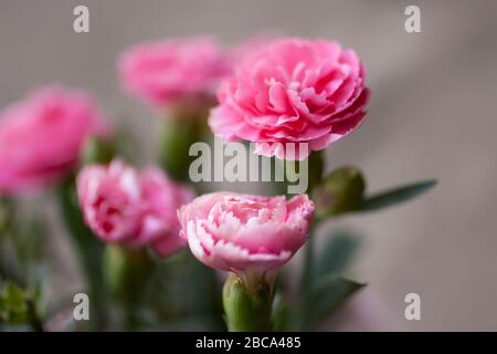 Pink carnations close up Stock Photo