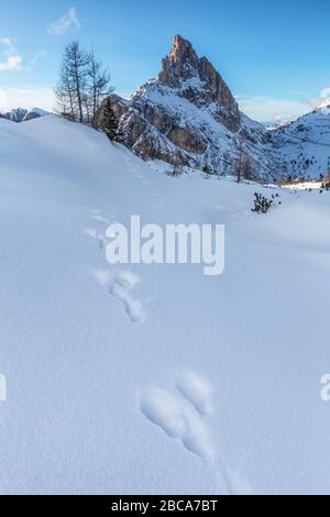 footprints of mountain hare on the snow, in the background the sass of stria, falzarego pass, dolomites, belluno, veneto, italy Stock Photo