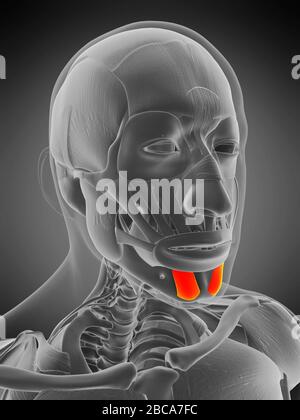 Mentalis muscle, illustration. Stock Photo