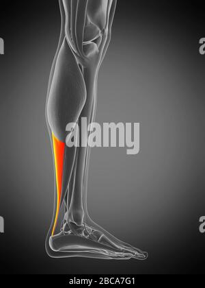 Achilles tendon, illustration. Stock Photo