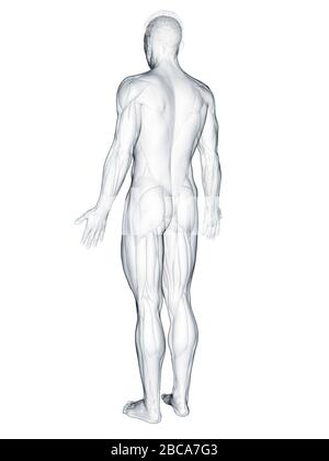 Muscles of the back, illustration Stock Photo - Alamy