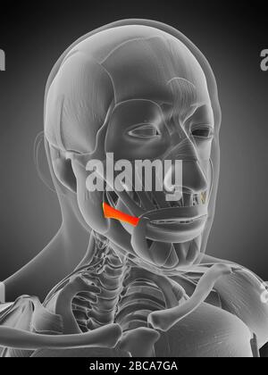 Risorius muscle, illustration Stock Photo - Alamy