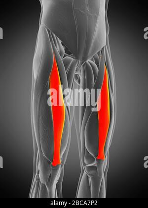 Rectus Femoris Muscle, Illustration Stock Photo - Alamy