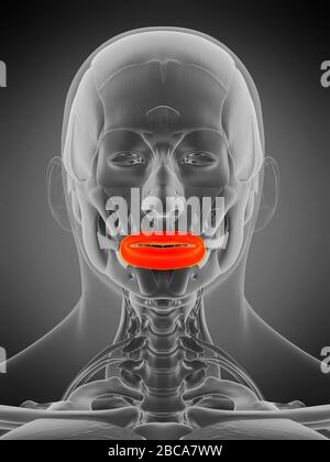 Orbicularis oris muscle illustration Stock Photo Alamy