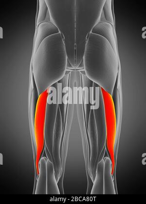 Biceps femoris longus muscle, illustration. Stock Photo