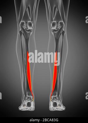 Flexor digitorum longus muscle, illustration Stock Photo - Alamy