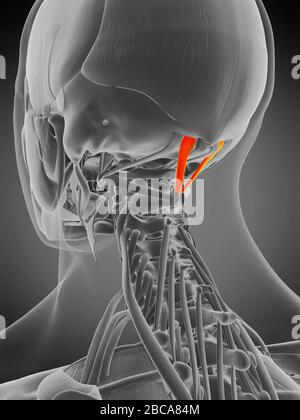 Illustration of the rectus capitis posterior major muscles Stock Photo ...