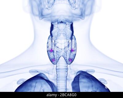 Parathyroid glands, illustration. Stock Photo