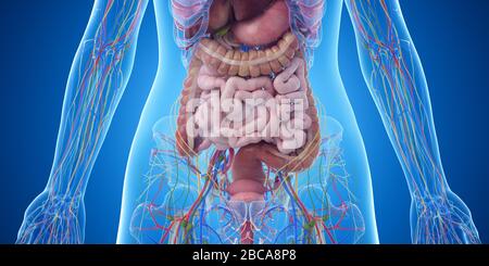 Abdominal organs, illustration Stock Photo - Alamy