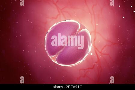 2ab Embryo Two-cell embryo , 3d illustration Stock Photo - Alamy