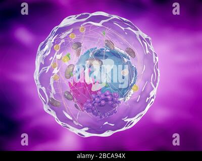 Human cell, illustration Stock Photo - Alamy
