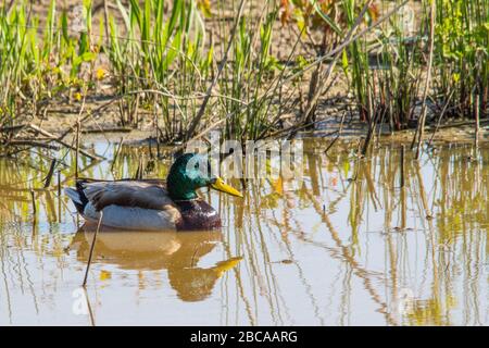 Mallard duck swimming in Mingo Swamp. Stock Photo