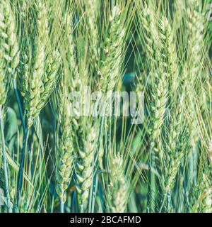 Young juicy fresh green ears of wheat. Beautiful texture of young spikelets of wheat. Stock Photo