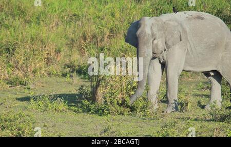 a indian elephant (elephas maximus indicus) in kaziranga national park, assam, north east india Stock Photo