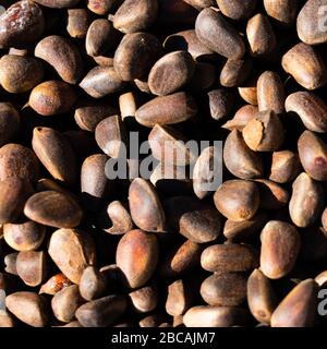 Inshell pine nuts. Cedar nuts. Background Texture. Macro. Stock Photo
