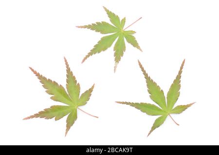Japanese fresh green maple leaf isolated on pure white background Stock Photo