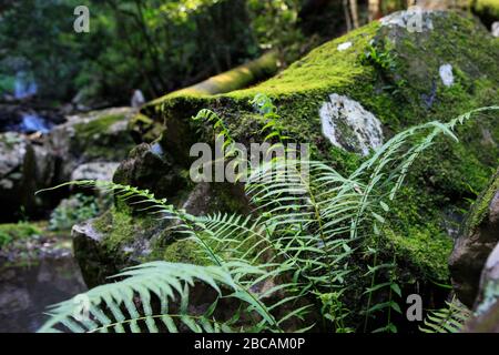 A closeup glimpse of the forest floor in the sub tropical gondwana rainforest of Australia. Stock Photo