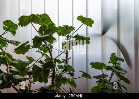 Indoor plants on the background of closed vertical blinds. Stock Photo