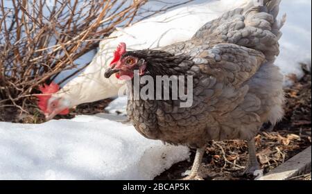 Chickens walk freely in the spring in the backyard. Stock Photo