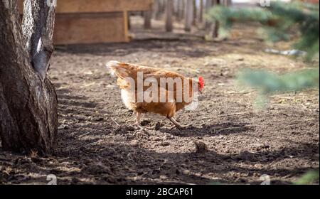 Chickens walk freely in the spring in the backyard. Stock Photo