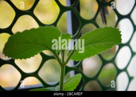 Fresh green leaves pattern of Indian borage, Country borage (Botanical name - Plectranthus amboinicus) Stock Photo