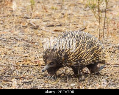 The Short-beaked Echidna (Tachyglossus aculeatus) is covered in fur and spines. Also known as the Spiny Anteater Stock Photo