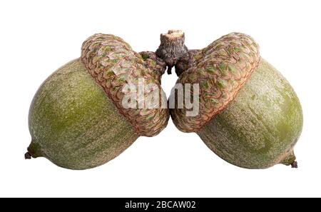 Two dried acorns isolated on white background. Clupping path Stock Photo