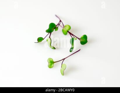 Red cabbage microgreens with green leaves arranged on a white background with copy space Stock Photo