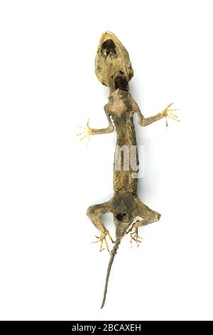 Check out this cool cutout of a mummified gecko I found Stock Photo