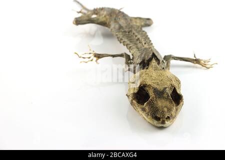 Check out this cool cutout of a mummified gecko I found Stock Photo