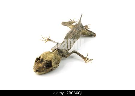 Check out this cool cutout of a mummified gecko I found Stock Photo