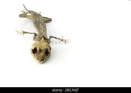 Check out this cool cutout of a mummified gecko I found Stock Photo