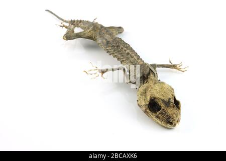 Check out this cool cutout of a mummified gecko I found Stock Photo