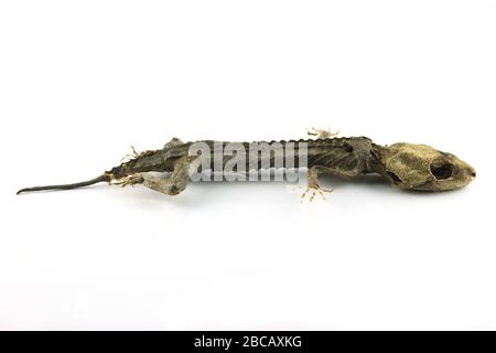 Check out this cool cutout of a mummified gecko I found Stock Photo