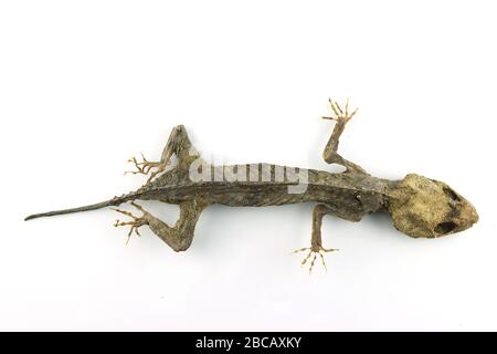 Check out this cool cutout of a mummified gecko I found Stock Photo